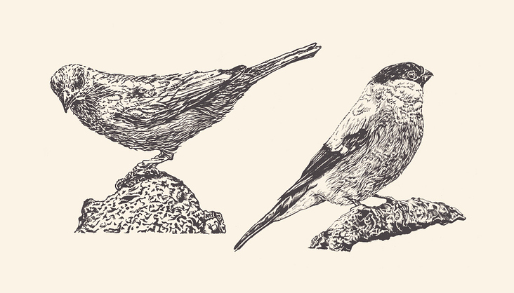 Illustration „birdies“