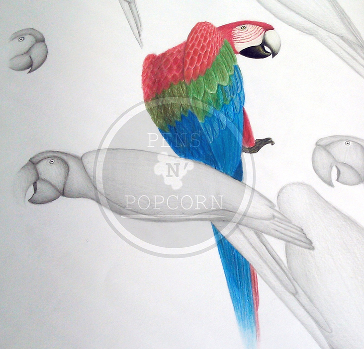 papagei [close up]| farbstiftzeichnung