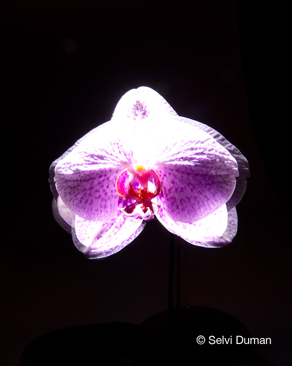 Orchideenexperiment mit Licht