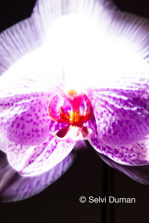 Orchideenexperiment mit Licht