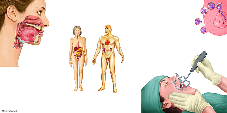 Ilustración científica del cuerpo humano