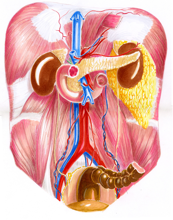 Anatomie Abdomen