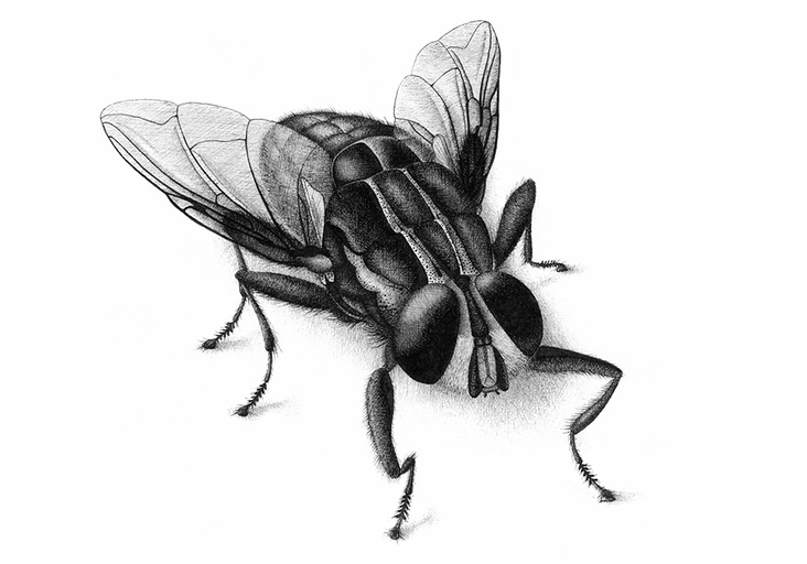 Animal Studies – Fliege