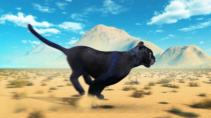 Die Panther rennt