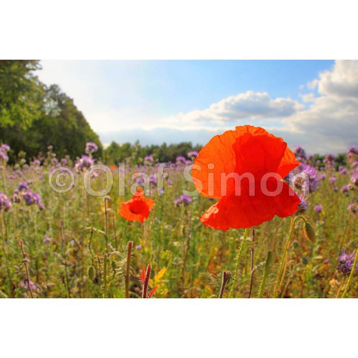 Stockfotografie