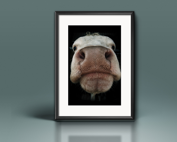 Poster: Porträt einer Kuh