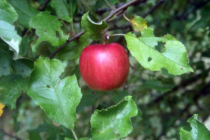 Apfel