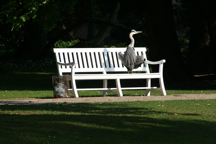 Cooler Reiher in Schwetzingen