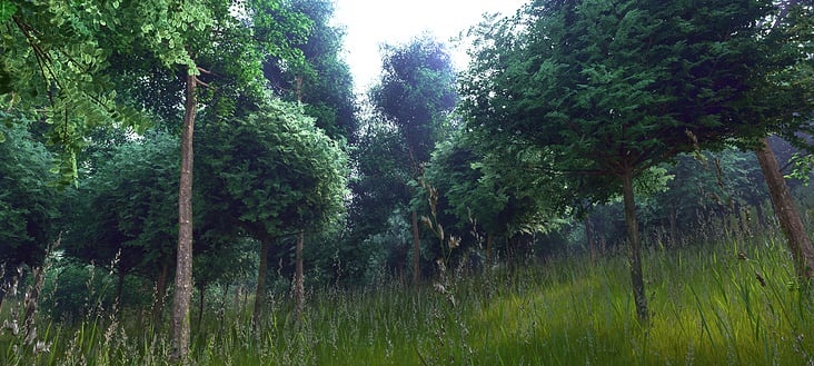 Forest Visualization