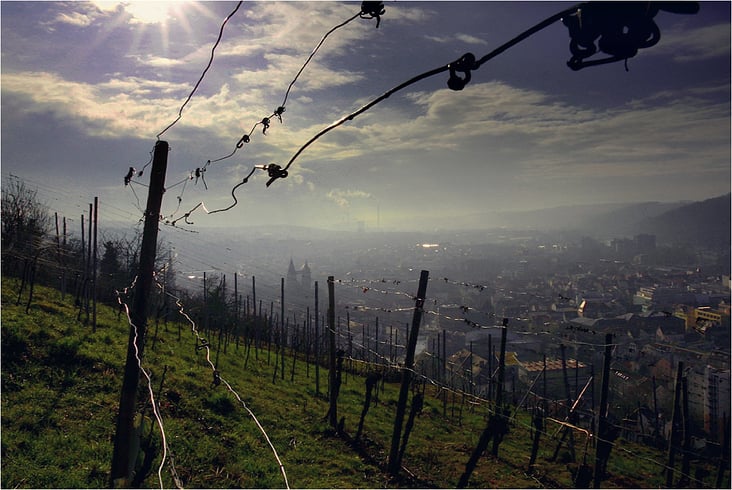 frühe Morgenstunde im Weinberg