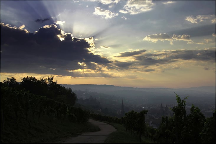 morgens im Weinberg