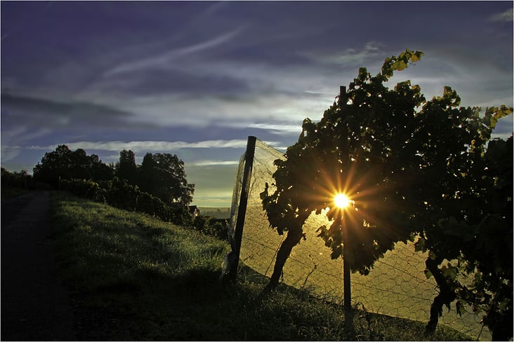 Sonnenaufgang im Weinberg