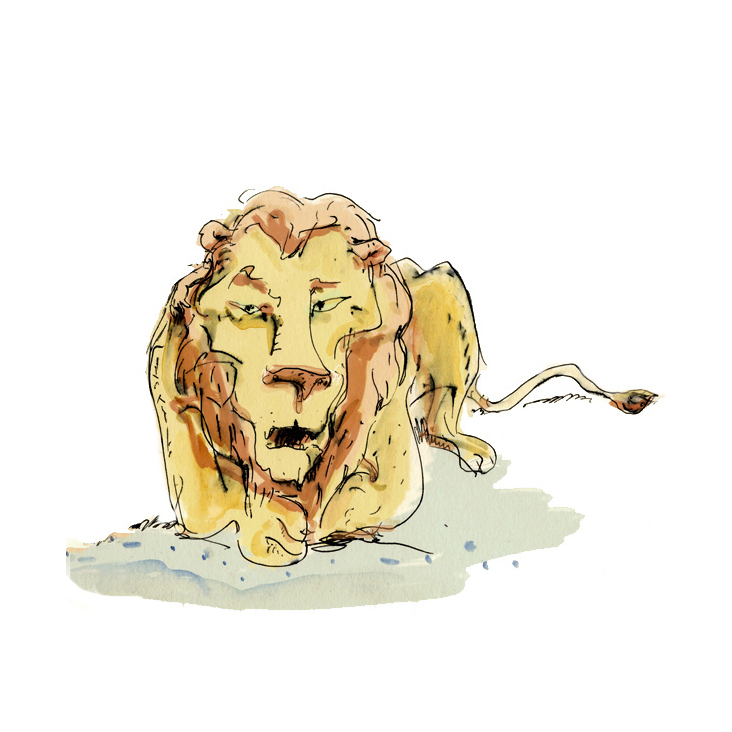 lion