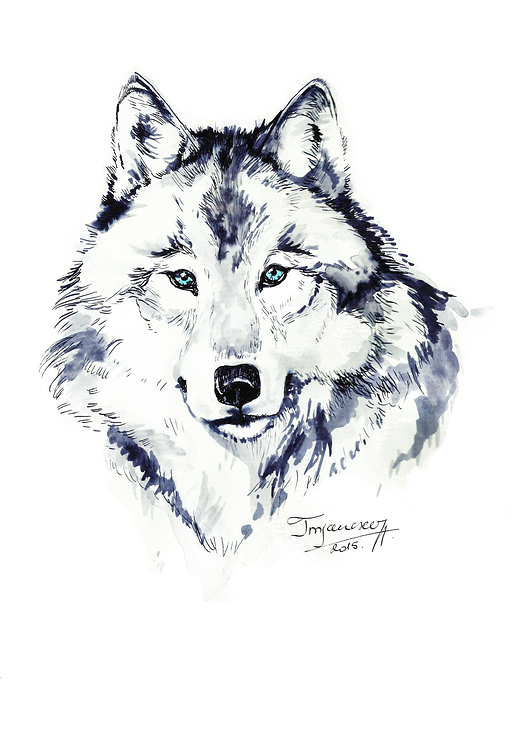 wolf