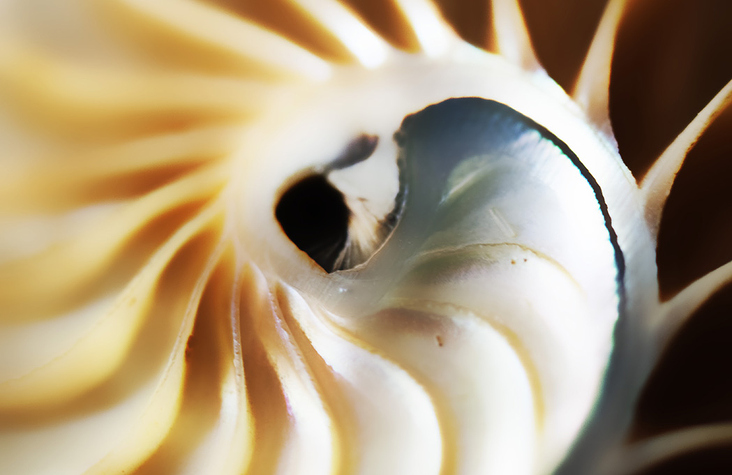 Nautilus inside