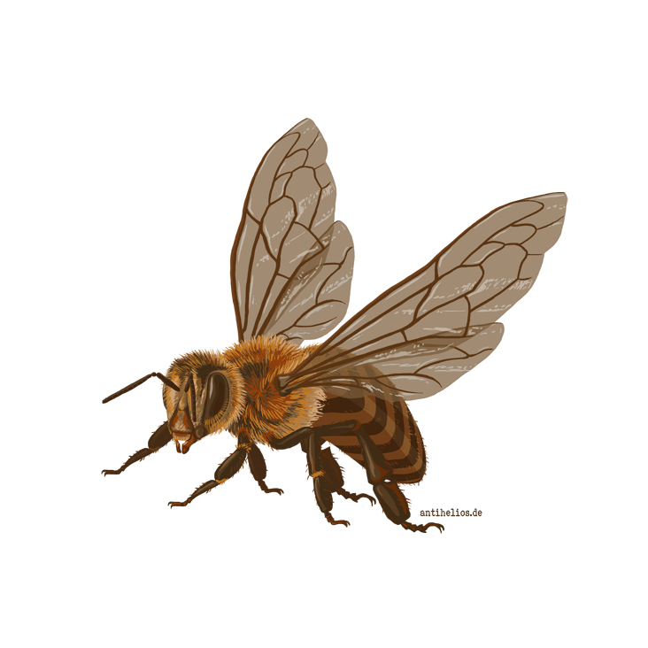 Insect Builder Spiel – Biene