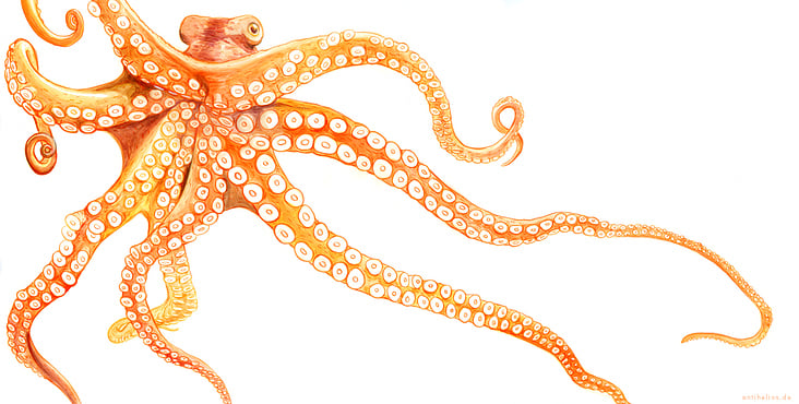 Oktopus (Gouache)