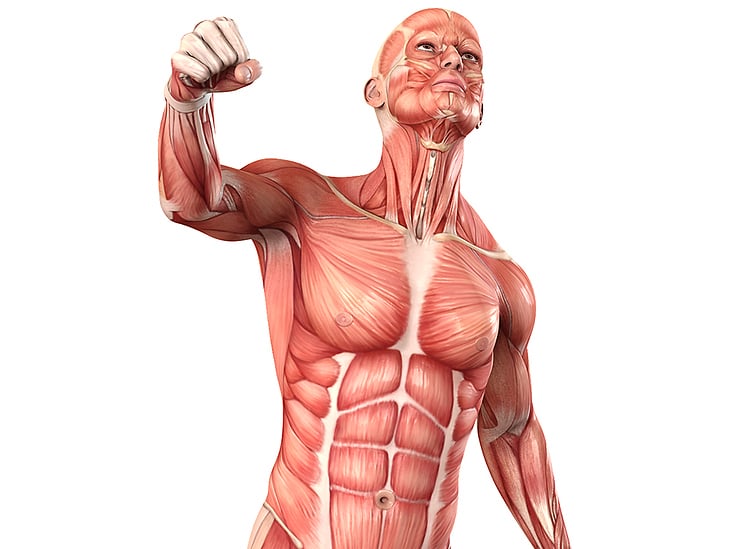Muskelaufbau – menschlicher Körper und Muskulatur
