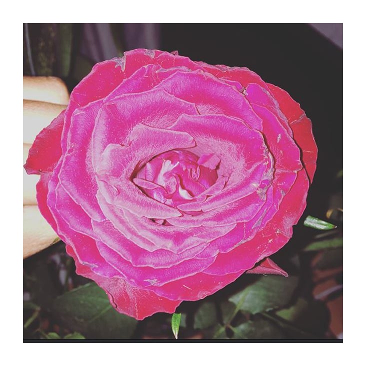 pinkrose