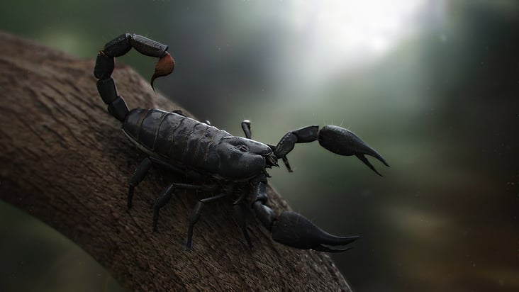 Scorpion Rendering