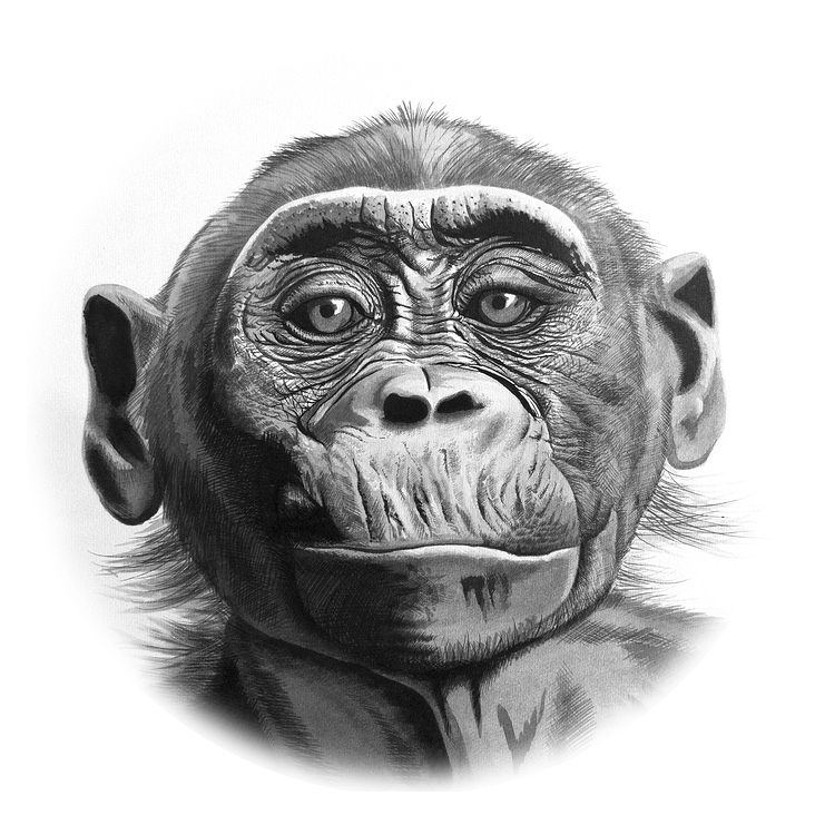Bonobo, Tusche auf Aquarellpapier