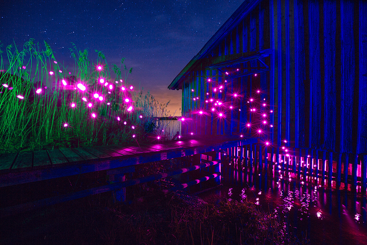 Pink Fireflies