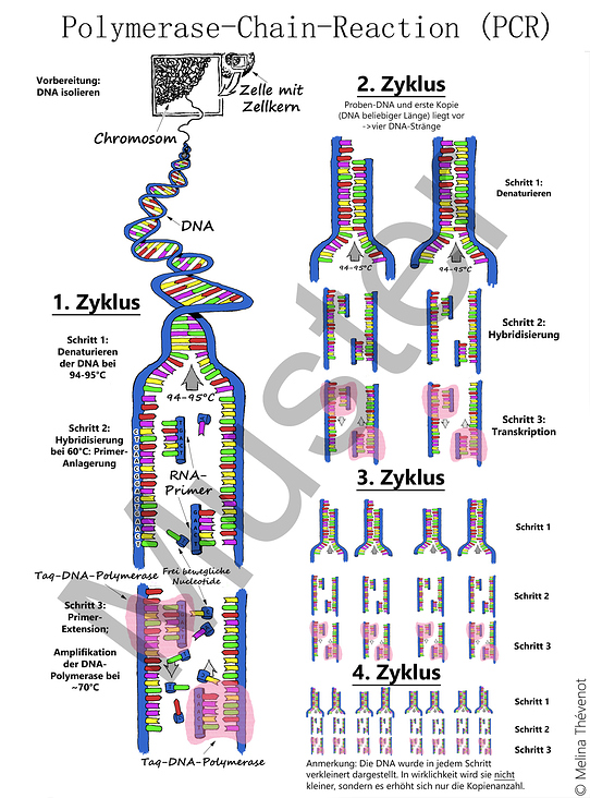 PCR-Schema in Farbe