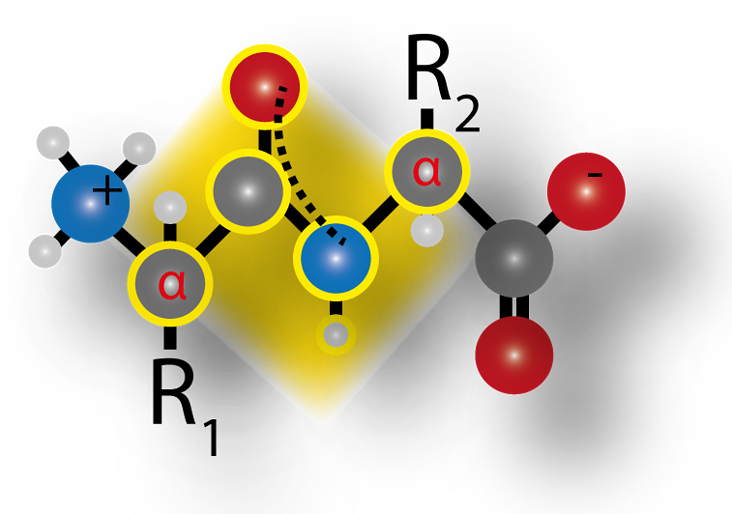 Peptide Bond Planar Structure
