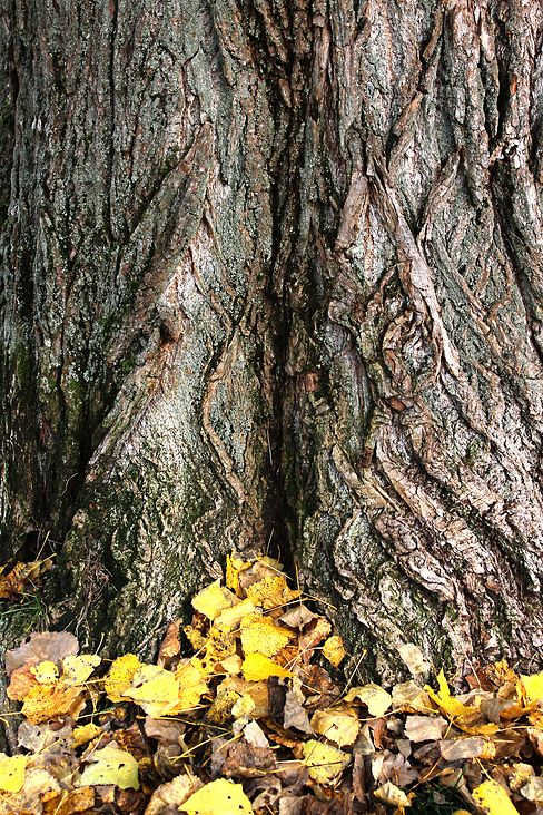 Herbstbaum