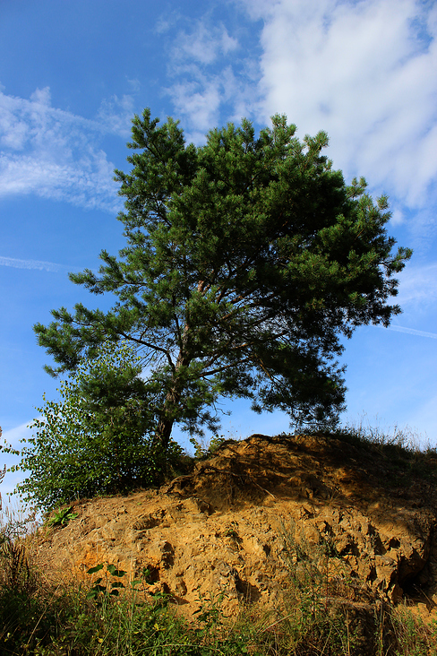 Baum im Sommer