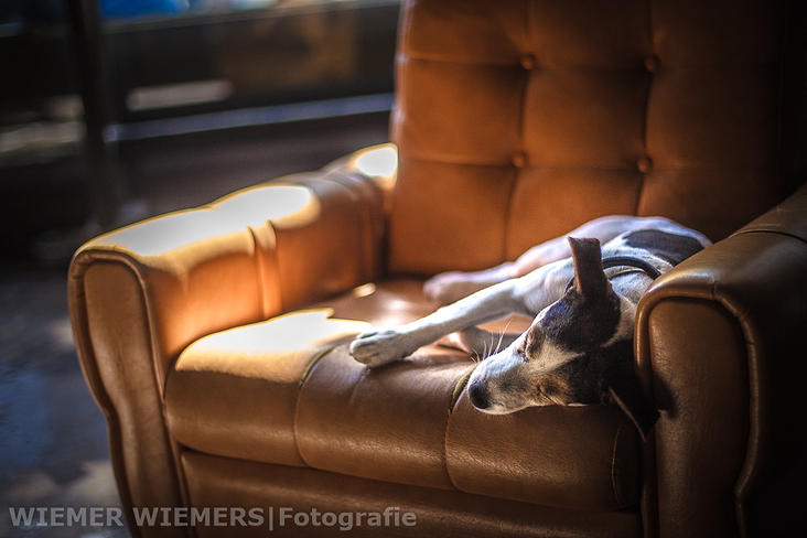 Jack Russel Terrier Portrait