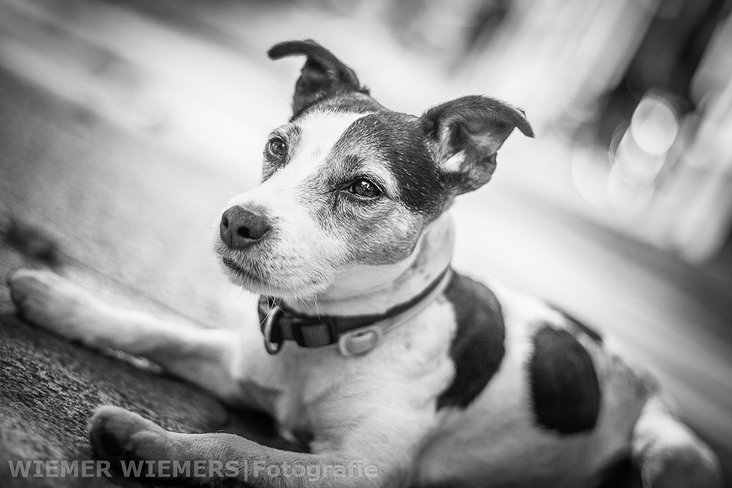 Jack Russel Terrier Portrait