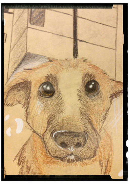 Dog in the City