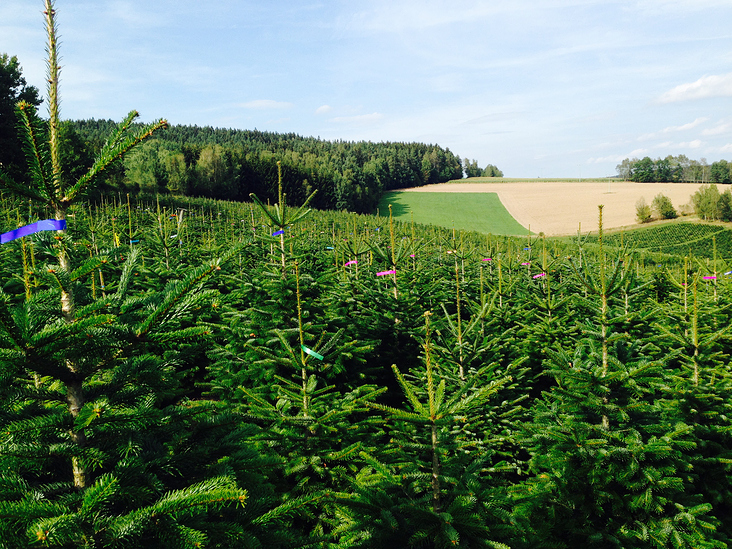 weihnachtsbaum preise 2016 von firma webseite dasauge 174 weihnachtsbaum preise 2016 von firma webseite dasauge 174
