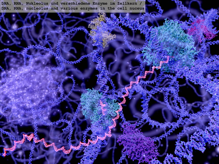 DNA, RNA, Nukleolus und verschiedene Enzyme im Zellkern