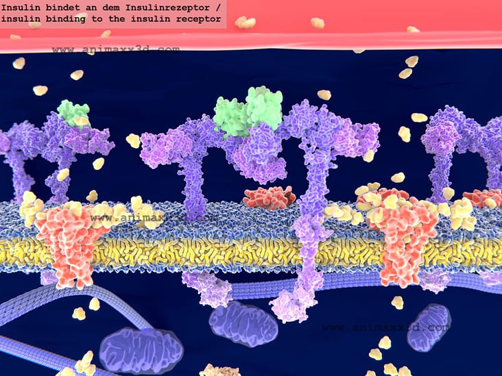 Insulin bindet an dem Insulinrezeptor