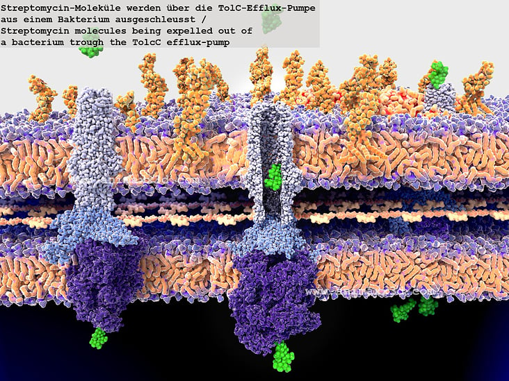 Antibiotikaresistenz: Bakterienwand mit TolC-Efflux-Pumpe