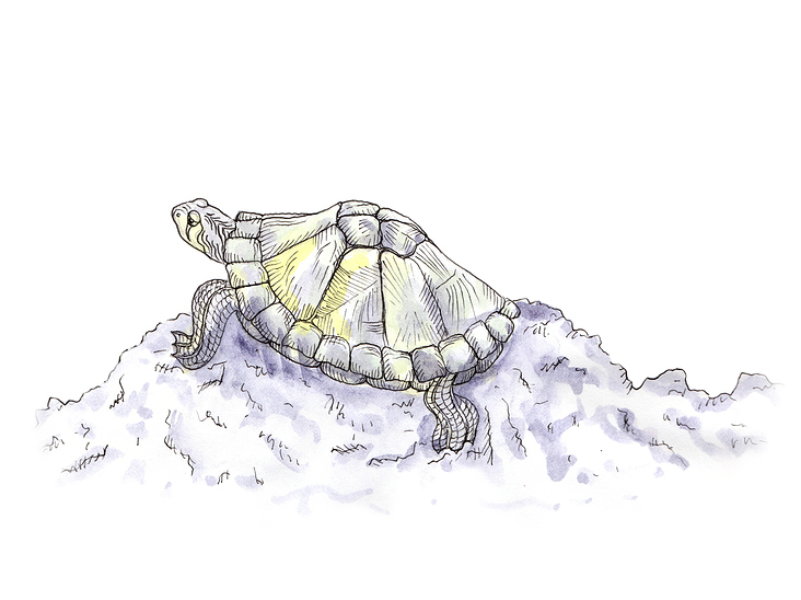 Schildkröte Aquarell