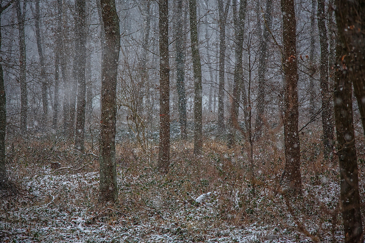 Wald, Januar