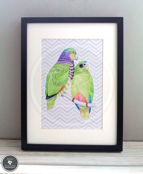 twosome parrots | farbstiftzeichnung