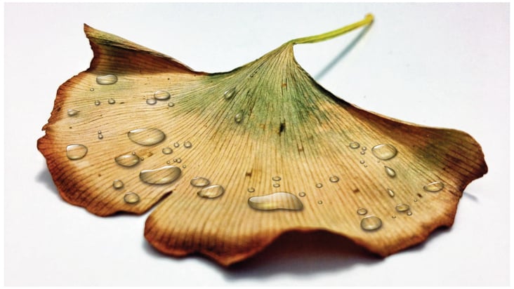 Ginkgo Blatt mit als Vektor erstellten Wassertropfen