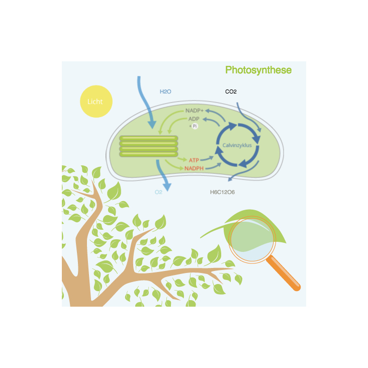 Photosynthese