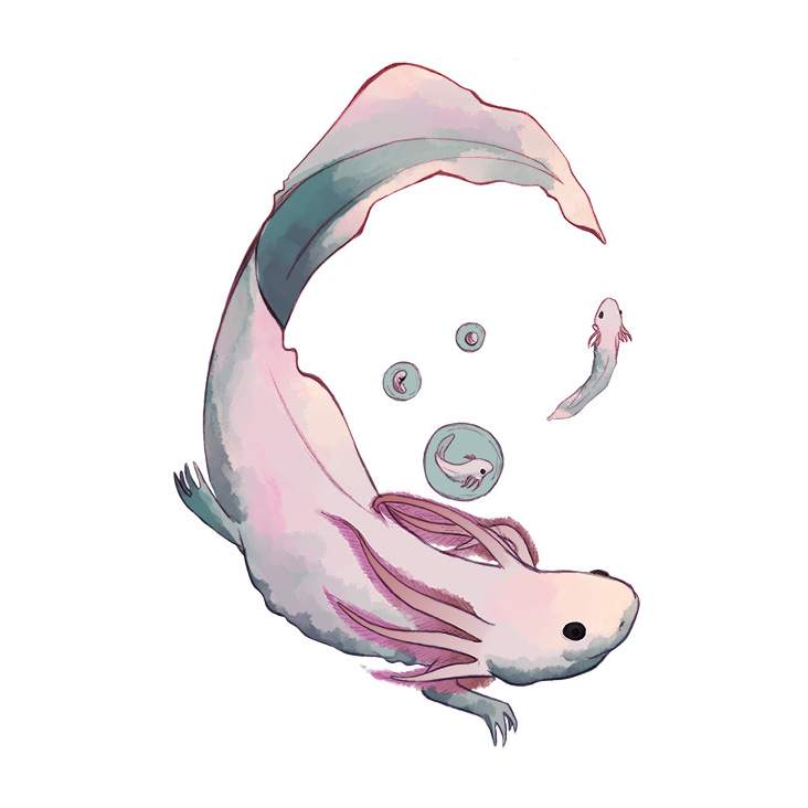 Axolotl Entwicklung