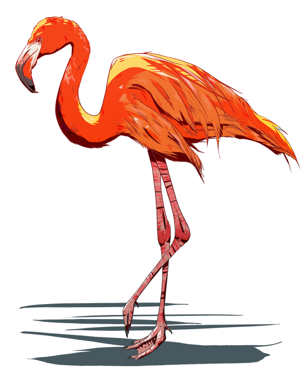 Flamingo