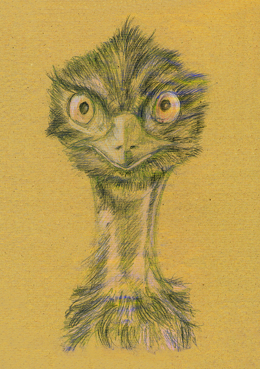 Der Emu  |  Zooskizze mit Bleistift + Farbstift