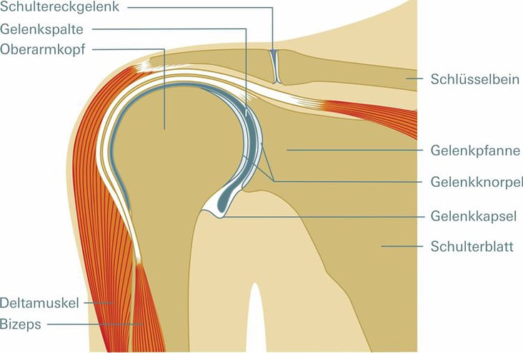 Schultergelenk. Illustration zu einem Gesundheitsratgeber. Stiftung Warentest