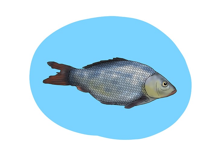 fish illustration