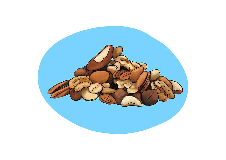 nuts illustration