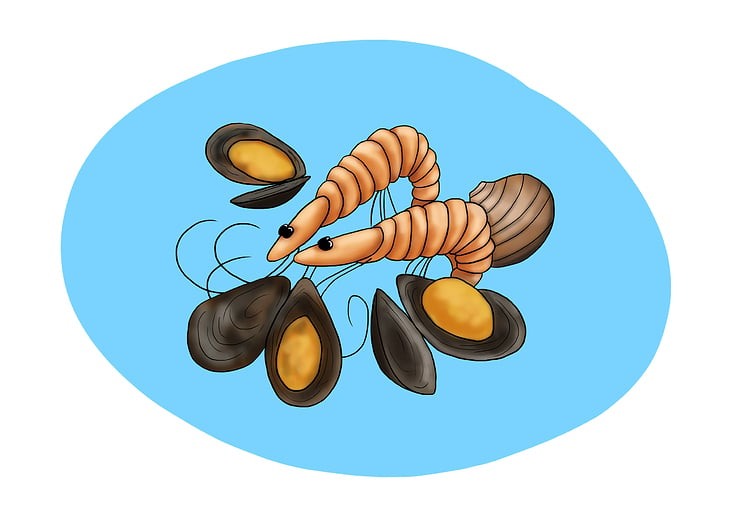 sea food illustration