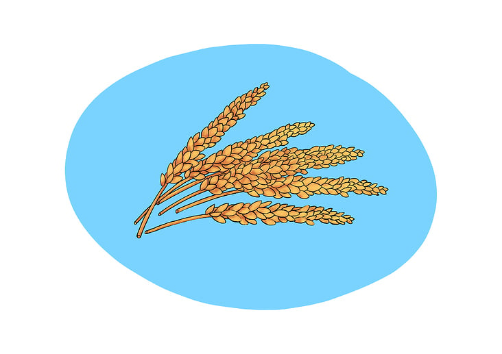 wheat illustration